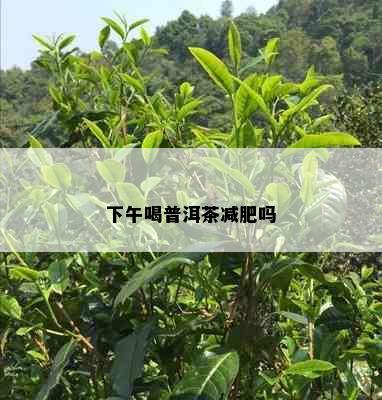 下午喝普洱茶减肥吗