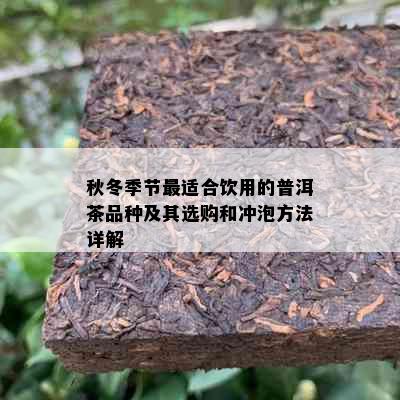 秋冬季节最适合饮用的普洱茶品种及其选购和冲泡方法详解