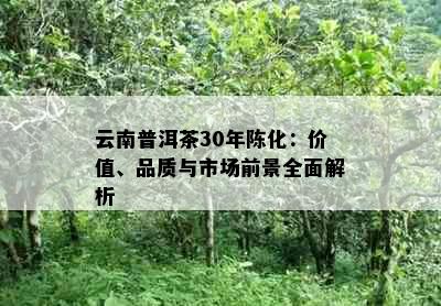 云南普洱茶30年陈化：价值、品质与市场前景全面解析