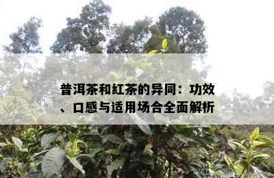 普洱茶和红茶的异同：功效、口感与适用场合全面解析