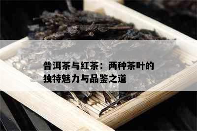 普洱茶与红茶：两种茶叶的独特魅力与品鉴之道