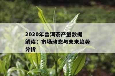 2020年普洱茶产量数据解读：市场动态与未来趋势分析