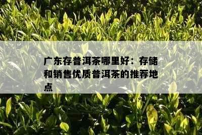 广东存普洱茶哪里好：存储和销售优质普洱茶的推荐地点