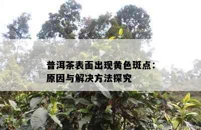 普洱茶表面出现黄色斑点：原因与解决方法探究