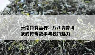 云南特有品种：八八青普洱茶的传奇故事与独特魅力