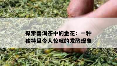 探索普洱茶中的金花：一种独特且令人惊叹的发酵现象