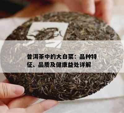 普洱茶中的大白菜：品种特征、品质及健康益处详解