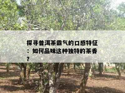 探寻普洱茶霸气的口感特征：如何品味这种独特的茶香？