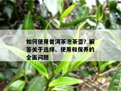 如何使用普洱茶泡茶壶？解答关于选择、使用和保养的全面问题