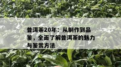 普洱茶20年：从制作到品鉴，全面了解普洱茶的魅力与鉴赏方法