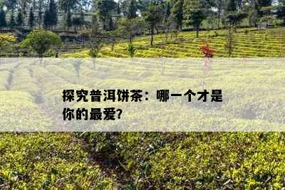 探究普洱饼茶：哪一个才是你的更爱？