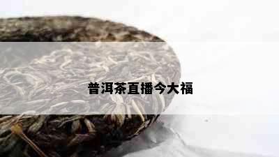 普洱茶直播今大福