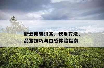 新云南普洱茶：饮用方法、品鉴技巧与口感体验指南