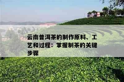 云南普洱茶的制作原料、工艺和过程：掌握制茶的关键步骤