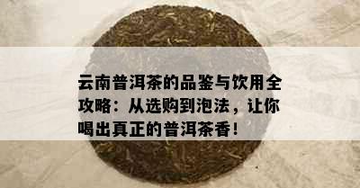 云南普洱茶的品鉴与饮用全攻略：从选购到泡法，让你喝出真正的普洱茶香！