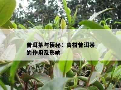 普洱茶与便秘：青柑普洱茶的作用及影响