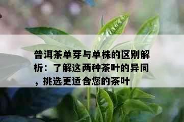 普洱茶单芽与单株的区别解析：了解这两种茶叶的异同，挑选更适合您的茶叶