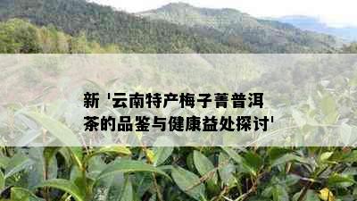 新 '云南特产梅子菁普洱茶的品鉴与健康益处探讨'