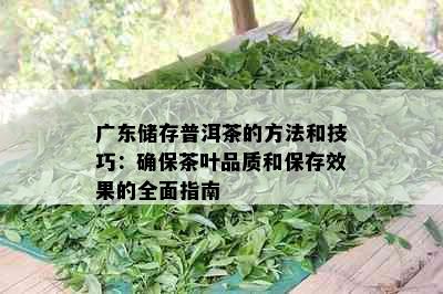 广东储存普洱茶的方法和技巧：确保茶叶品质和保存效果的全面指南