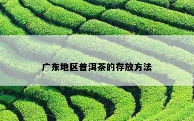 广东地区普洱茶的存放方法