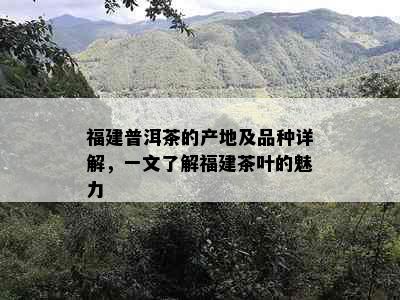 福建普洱茶的产地及品种详解，一文了解福建茶叶的魅力