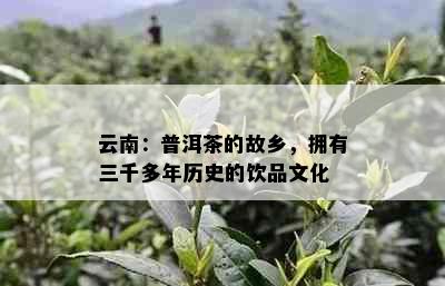 云南：普洱茶的故乡，拥有三千多年历史的饮品文化