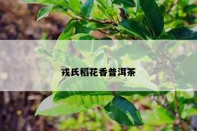 戎氏稻花香普洱茶