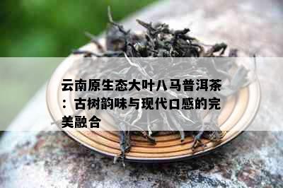 云南原生态大叶八马普洱茶：古树韵味与现代口感的完美融合