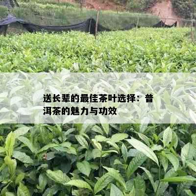 送长辈的更佳茶叶选择：普洱茶的魅力与功效