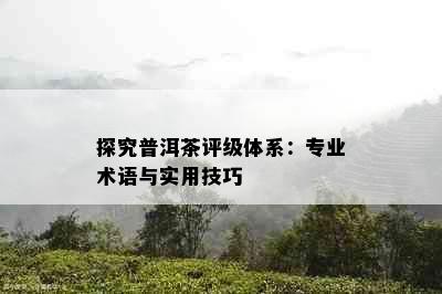 探究普洱茶评级体系：专业术语与实用技巧