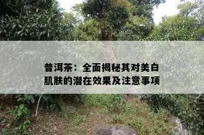 普洱茶：全面揭秘其对美白肌肤的潜在效果及注意事项