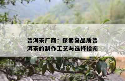 普洱茶厂商：探索高品质普洱茶的制作工艺与选择指南