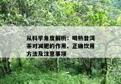 从科学角度解析：喝熟普洱茶对减肥的作用、正确饮用方法及注意事项