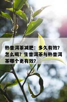 熟普洱茶减肥：多久有效？怎么喝？生普洱茶与熟普洱茶哪个更有效？