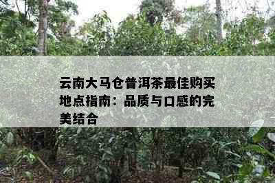 云南大马仓普洱茶更佳购买地点指南：品质与口感的完美结合