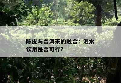 陈皮与普洱茶的融合：泡水饮用是否可行？