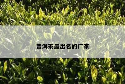 普洱茶最出名的厂家