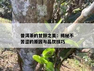 普洱茶的甘醇之美：揭秘不苦涩的原因与品饮技巧