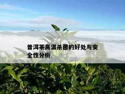 普洱茶高温杀菌的好处与安全性分析