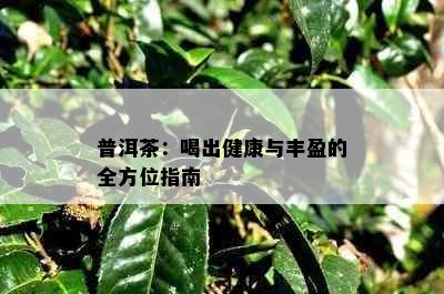 普洱茶：喝出健康与丰盈的全方位指南