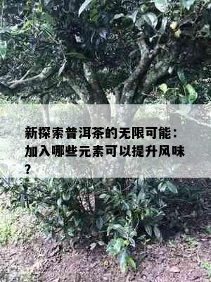 新探索普洱茶的无限可能：加入哪些元素可以提升风味？