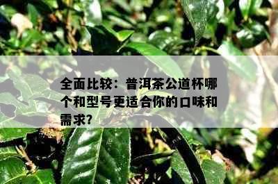 全面比较：普洱茶公道杯哪个和型号更适合你的口味和需求？