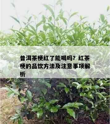 普洱茶梗红了能喝吗？红茶梗的品饮方法及注意事项解析