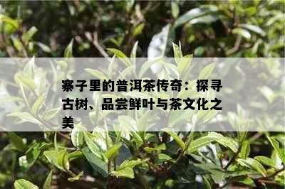 寨子里的普洱茶传奇：探寻古树、品尝鲜叶与茶文化之美