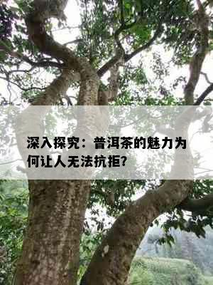 深入探究：普洱茶的魅力为何让人无法抗拒？