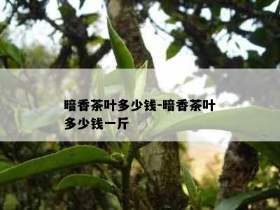 暗香茶叶多少钱-暗香茶叶多少钱一斤