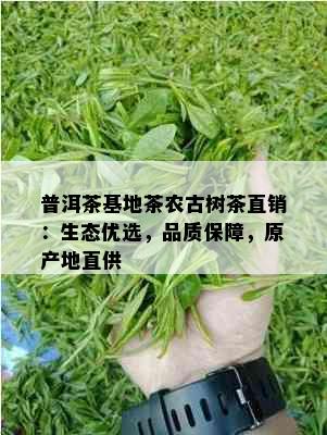 普洱茶基地茶农古树茶直销：生态优选，品质保障，原产地直供