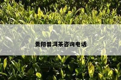 贵阳普洱茶咨询电话