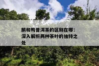 鹅和鸭普洱茶的区别在哪：深入解析两种茶叶的独特之处