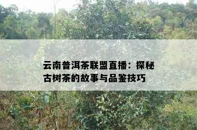 云南普洱茶联盟直播：探秘古树茶的故事与品鉴技巧